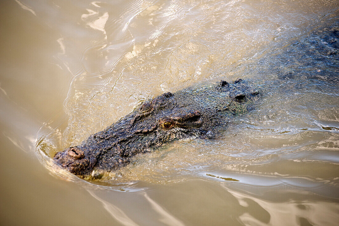 Salzwasserkrokodil im Adelaide River, gesehen während der Spectacular Jumping Crocodile Tour, Adelaide River, Northern Territory, Australien