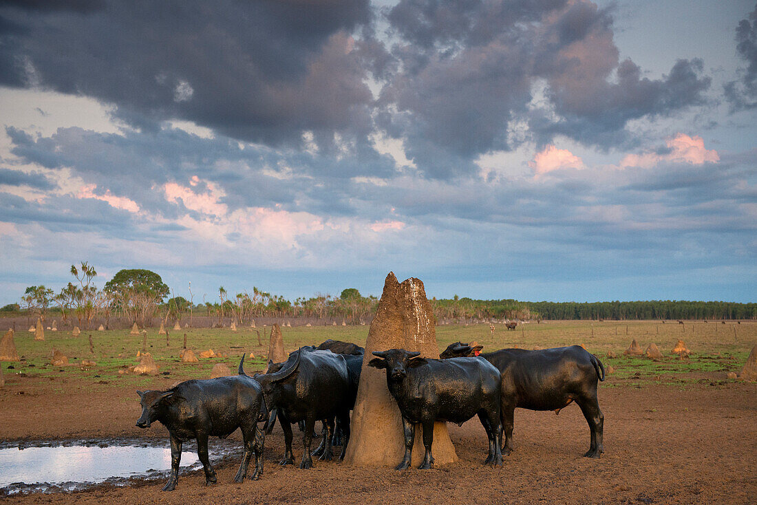 Wasserbüffel und Termitenhügel in den Bamurru Plains, Bamurru Plains, Northern Territory, Australien