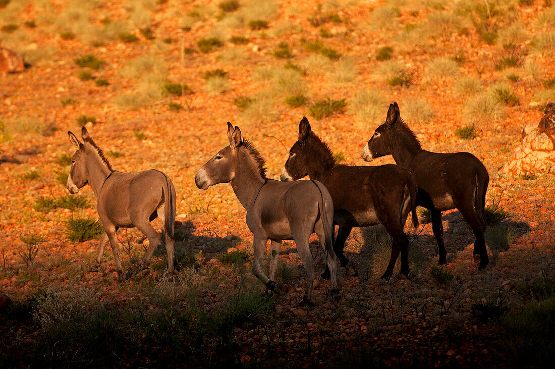 Feral donkeys roam the semi arid national ark