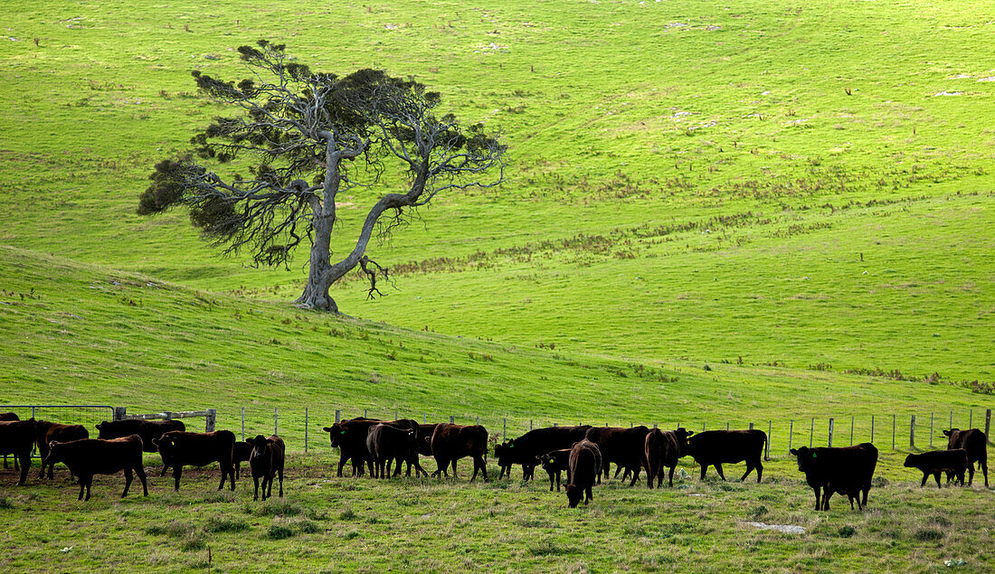 Wagyu Rinder grasen friedlich auf der Mayura Station, Millicent, Südaustralien, Australien