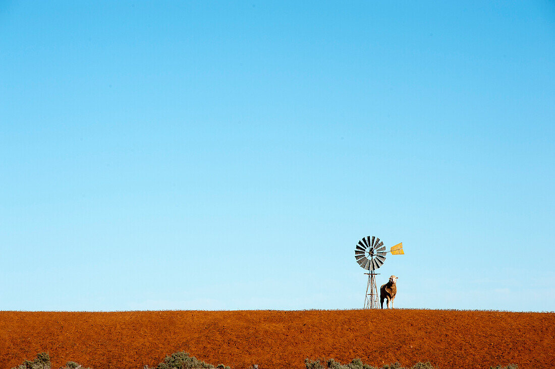 Einsames Schaf mit Windrad auf der Kokotha Station, Kokotha Station, Südaustralien, Australien