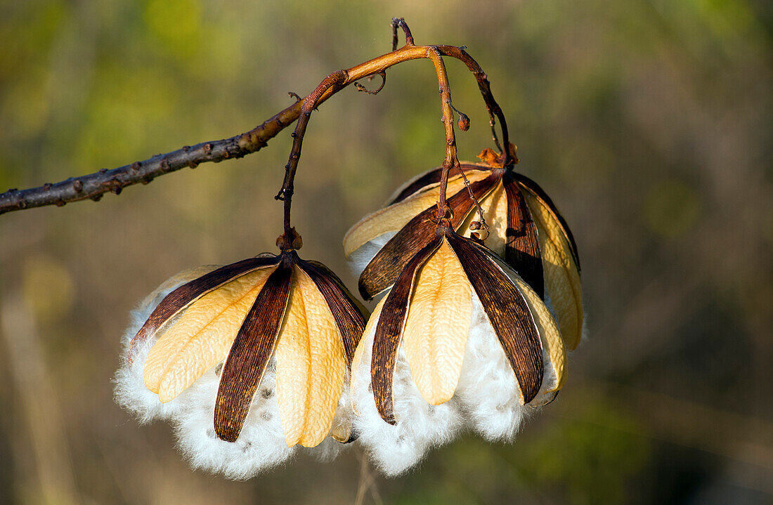 The seed pods of the native kapok tree