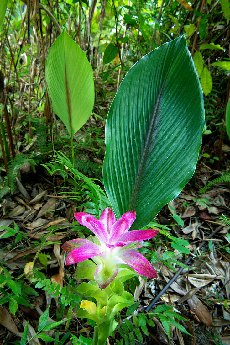 Tropical plants florish inthe rainforest that surrounds the lodge