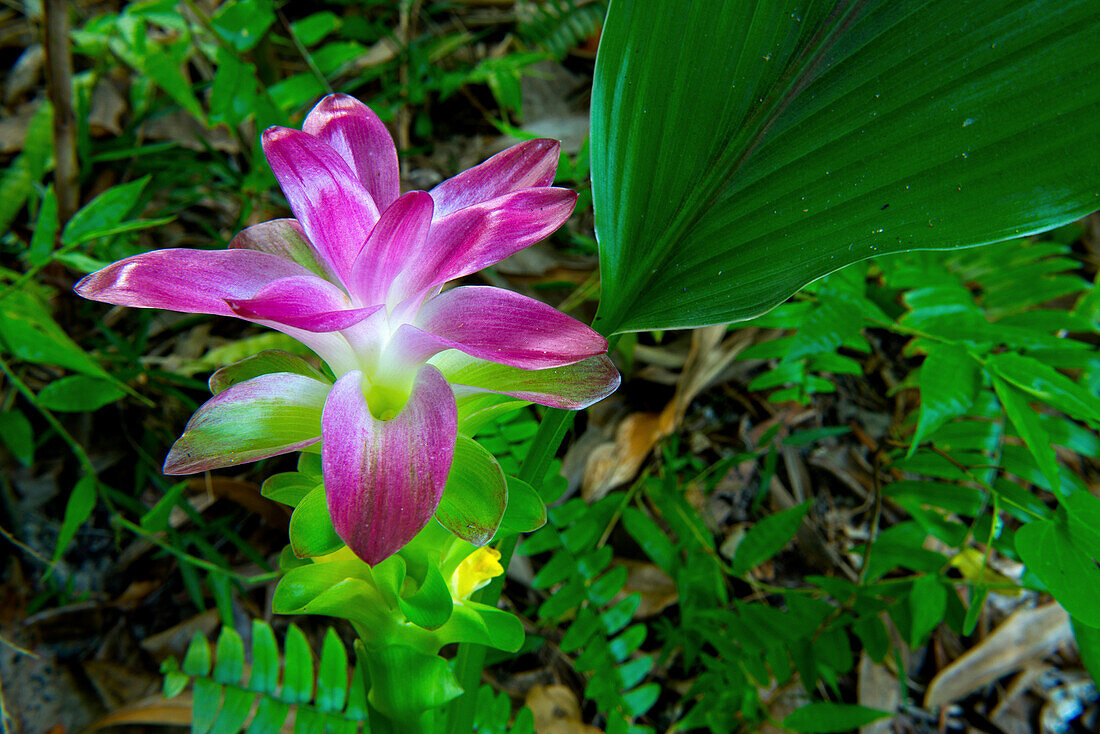 Tropical plants florish inthe rainforest that surrounds the lodge