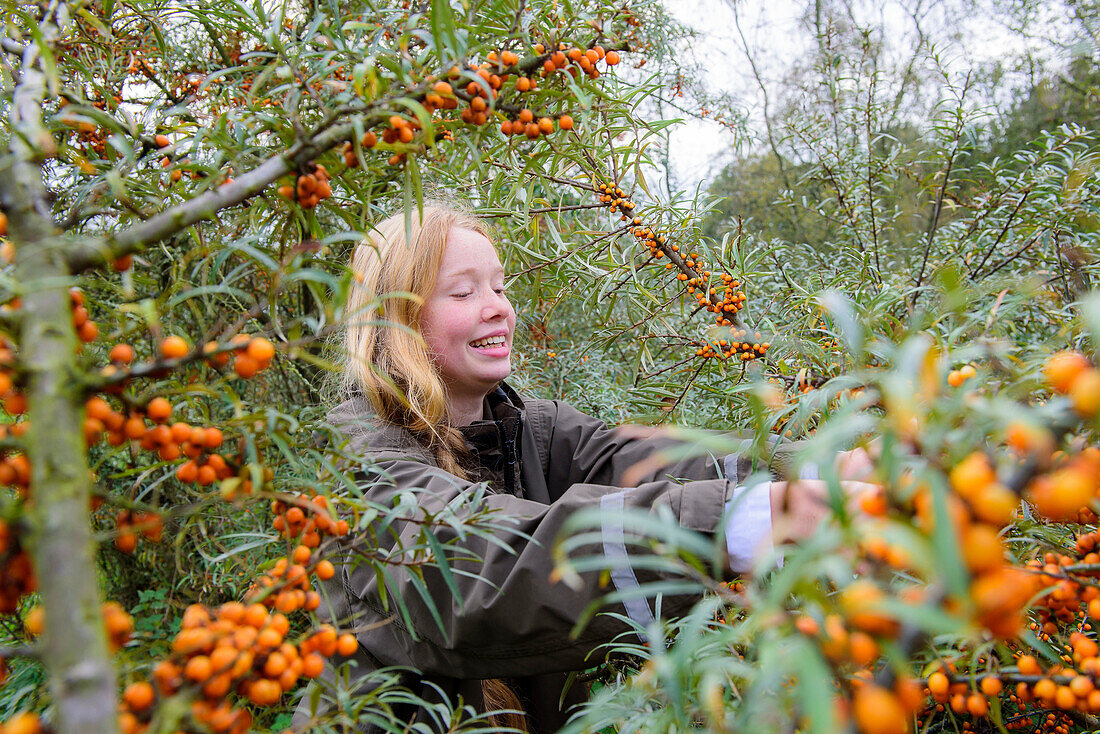 Sanddorn harvest, Ostseekueste, Mecklenburg-Vorpommern, Germany