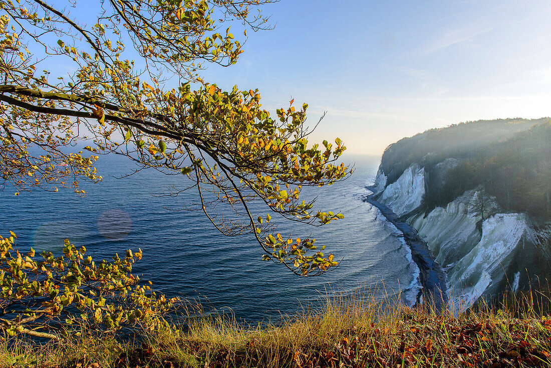 Herbstfärbung an den Kreidefelsen, Rügen, Ostseeküste, Mecklenburg-Vorpommern, Deutschland