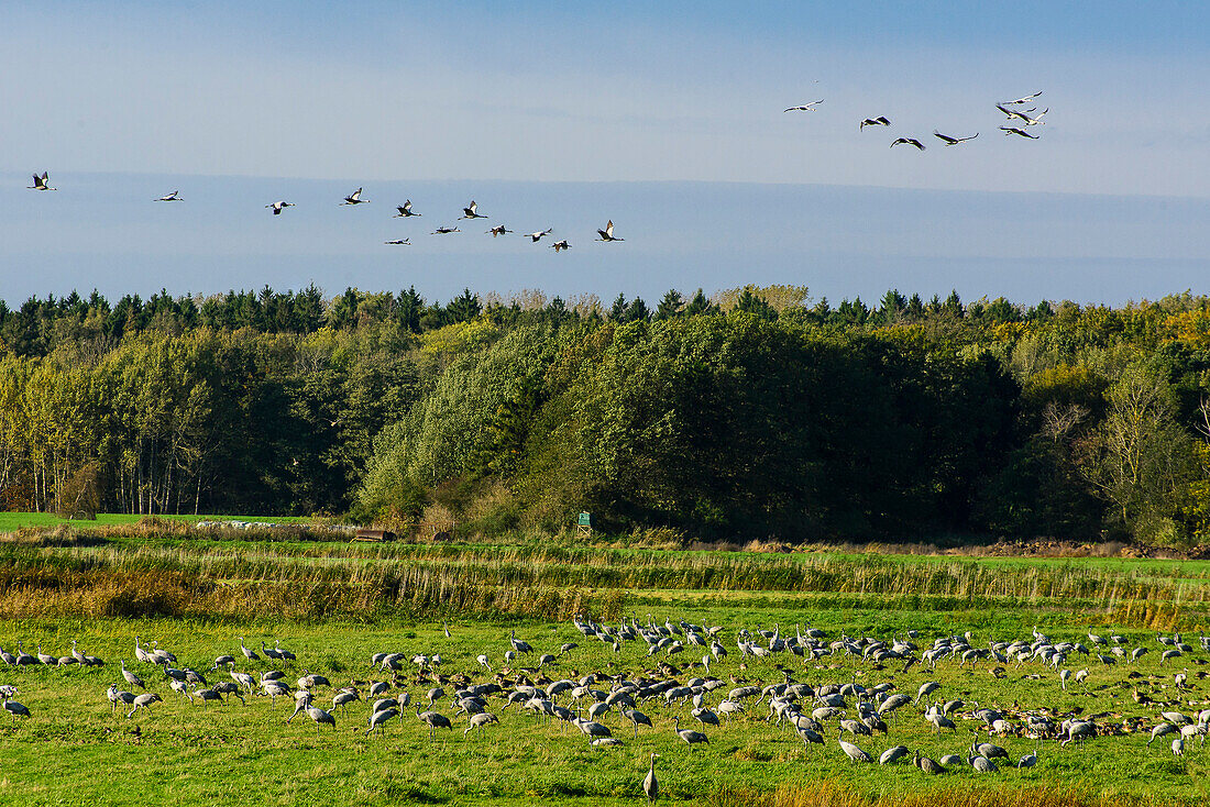 Crane diversion feed at Günz, Ostseekueste, Mecklenburg-Vorpommern, Germany