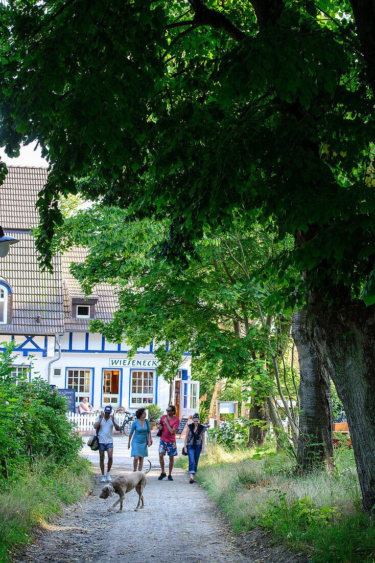 Baumallee mit Spaziergänger im Ort Kloster, Hiddensee, Rügen, Ostseeküste, Mecklenburg-Vorpommern, Deutschland