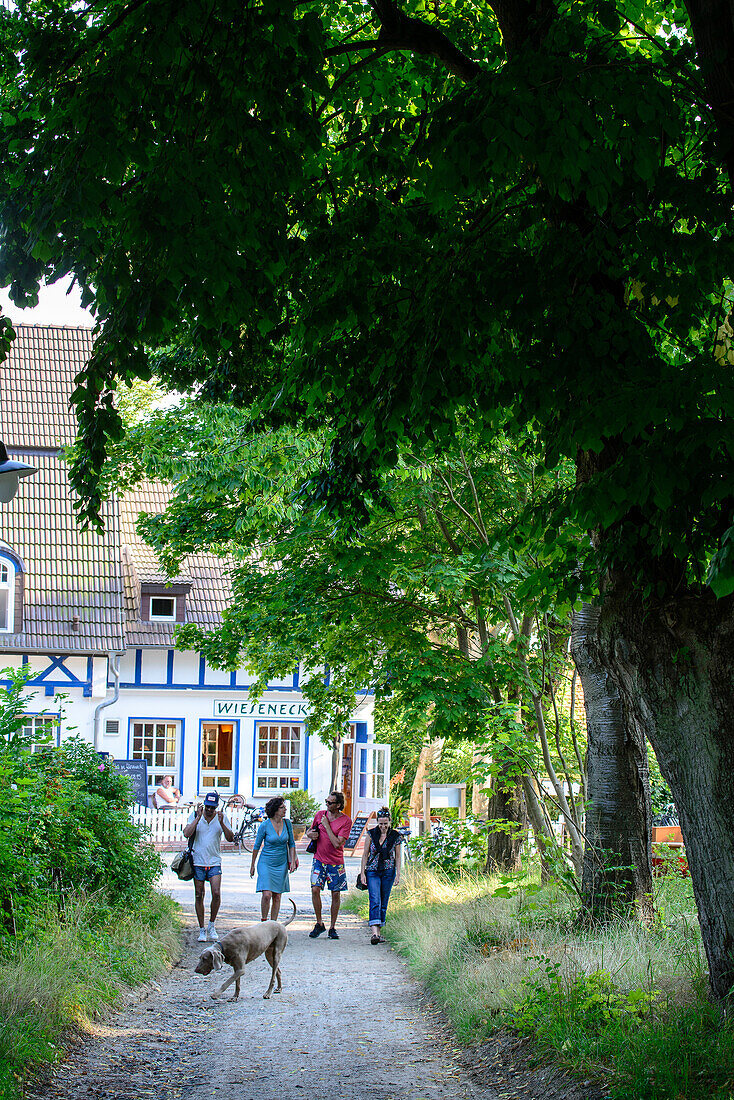 Tree Alley with walkers in the village Kloster, Hiddensee, Ruegen, Baltic Sea Coast, Mecklenburg-Vorpommern, Germany