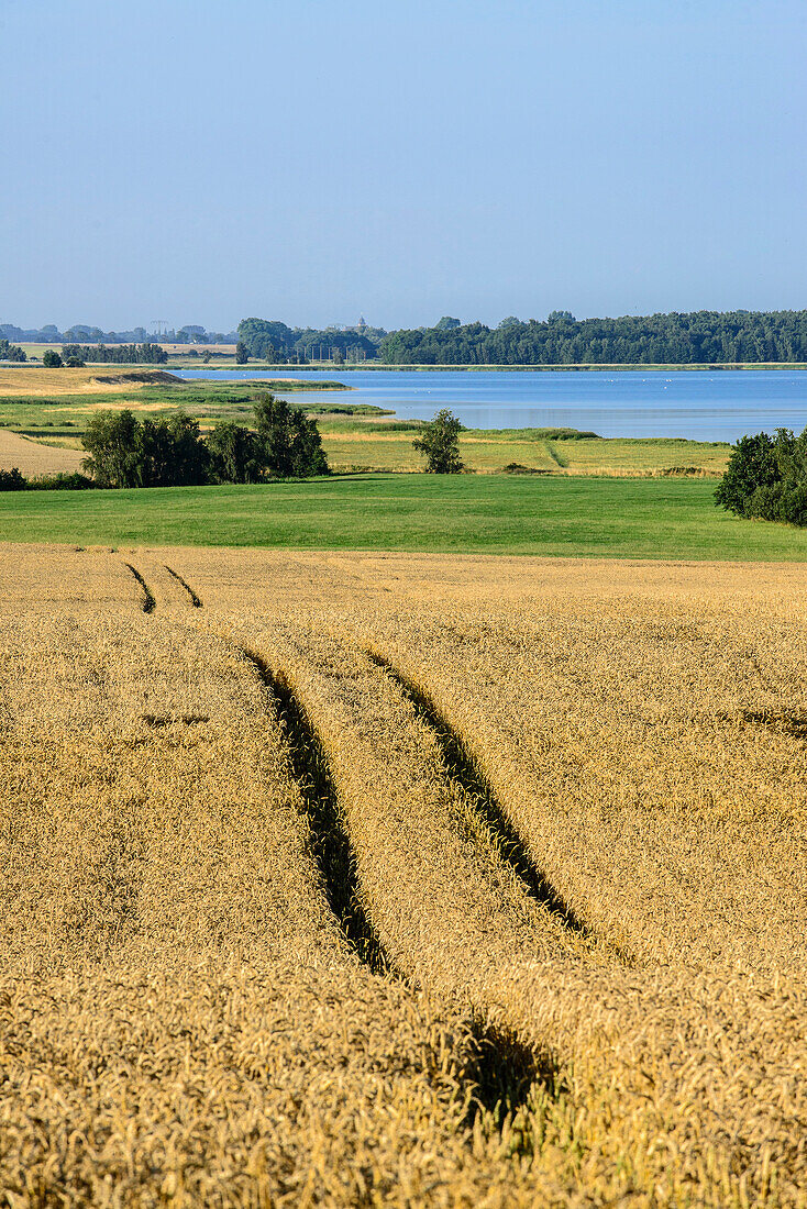 Landscape near Neuenkirchen, Ruegen, Baltic Sea Coast, Mecklenburg-Vorpommern, Germany