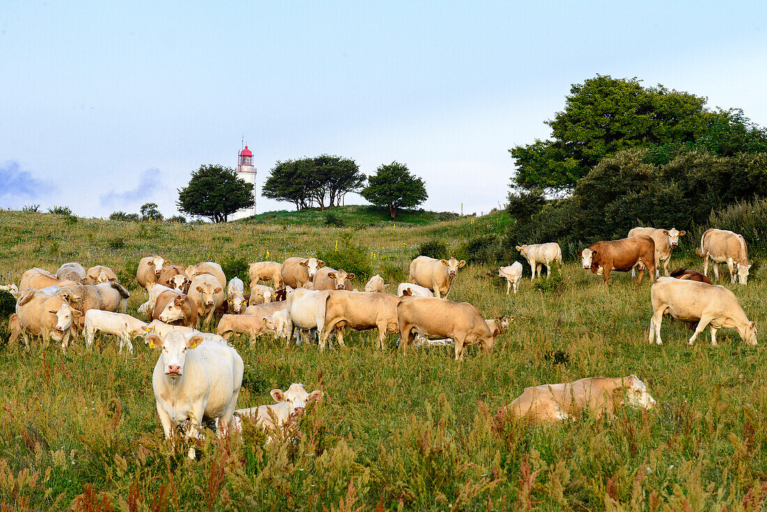 Kuhherde vor Leuchtturm Dornbusch, Hiddensee, Rügen, Ostseeküste, Mecklenburg-Vorpommern, Deutschland