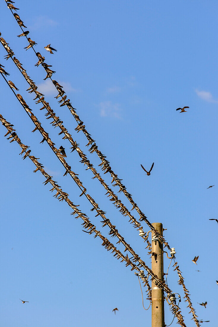 Countless swallows on power line in the village of Grieben, Hiddensee, Ruegen, Ostseekueste, Mecklenburg-Vorpommern, Germany
