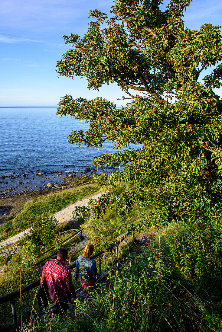 Hikers on the steep coast and Gellort, Cape Arkona, Ruegen, Ostseekueste, Mecklenburg-Vorpommern, Germany