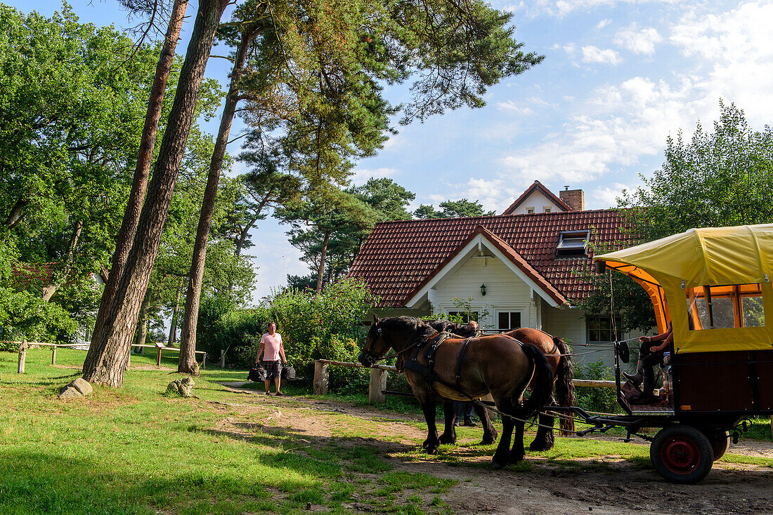 Horse-drawn carriage at the inn and guesthouse Zum Klausner near Kloster, Hiddensee, Ruegen, Ostseekueste, Mecklenburg-Vorpommern, Germany