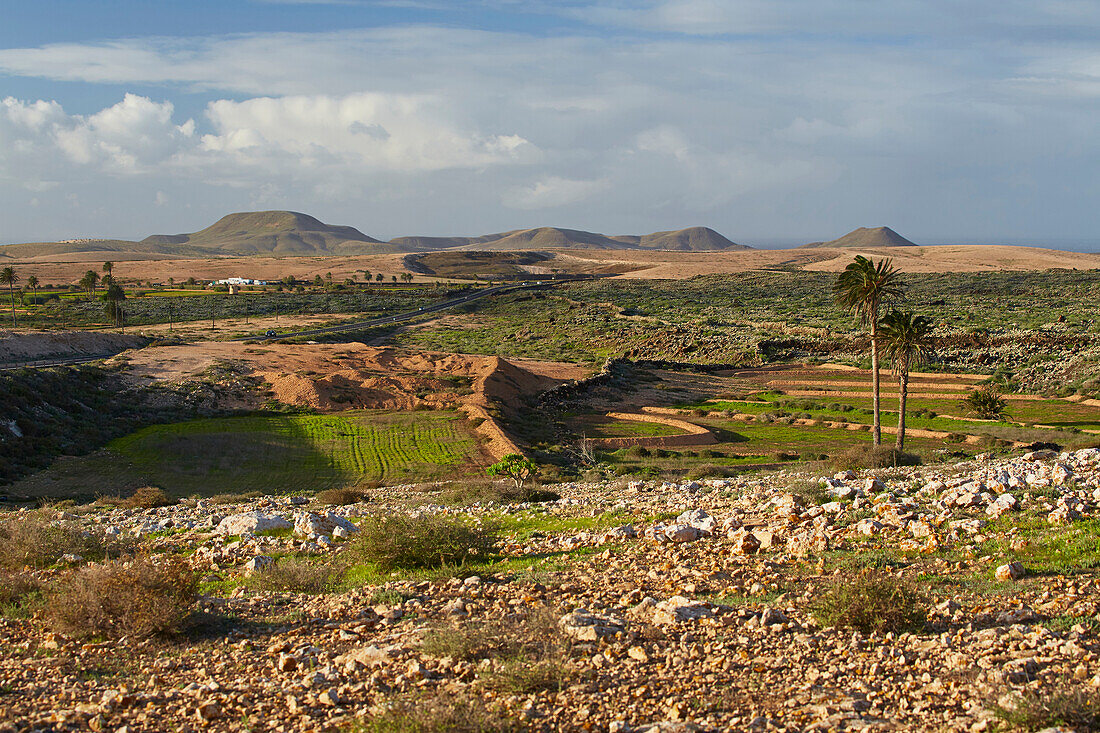 Landschaft bei La Olivia, Fuerteventura, Kanaren, Kanarische Inseln, Islas Canarias, Atlantik, Spanien, Europa