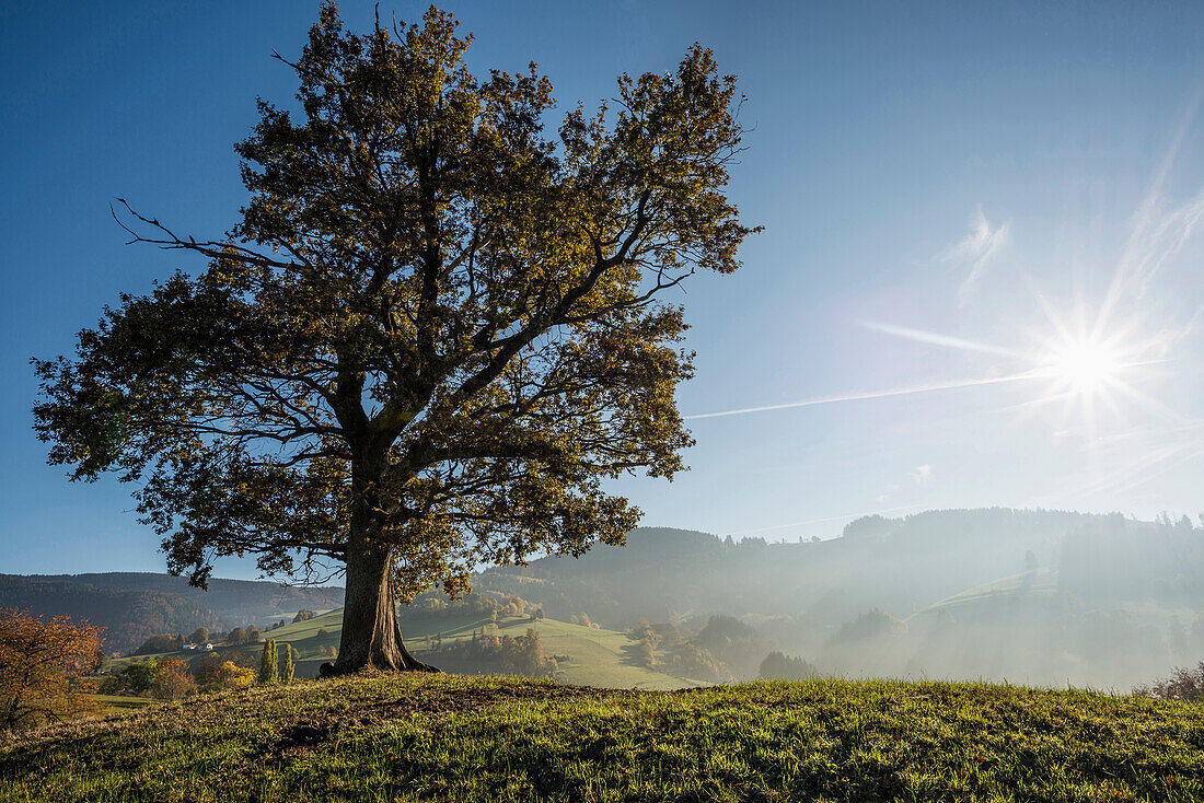 Solitäreiche, Stieleiche (Quercus robur) im Herbst, Freiburg im Breisgau, Schwarzwald, Baden-Württemberg, Deutschland