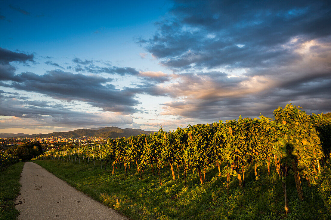 vineyards, sunset, Freiburg im Breisgau, Markgräflerland, Black Forest, Baden-Württemberg, Germany