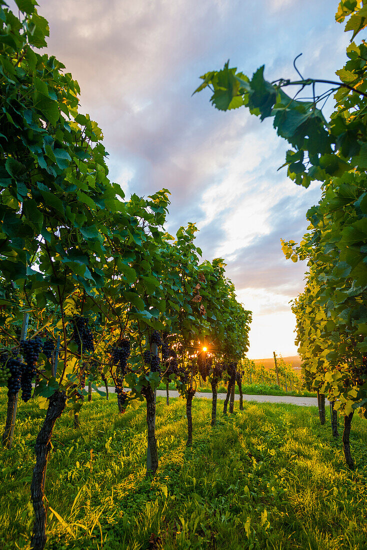 vineyards, sunset, Ehrenstetten, near Freiburg im Breisgau, Markgräflerland, Black Forest, Baden-Württemberg, Germany