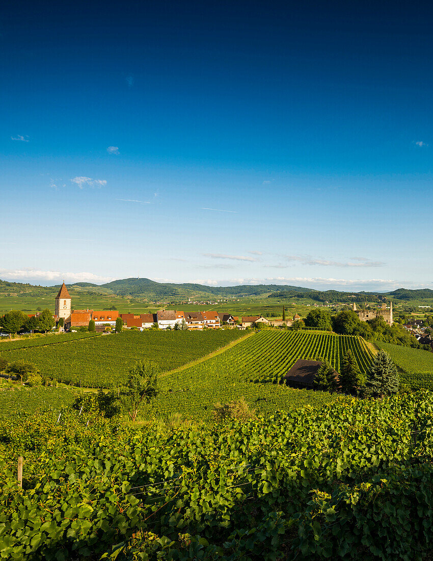 Wine village and cultural landscape in autumn, Burkheim, Vogtsburg im Kaiserstuhl, Baden-Württemberg, Germany