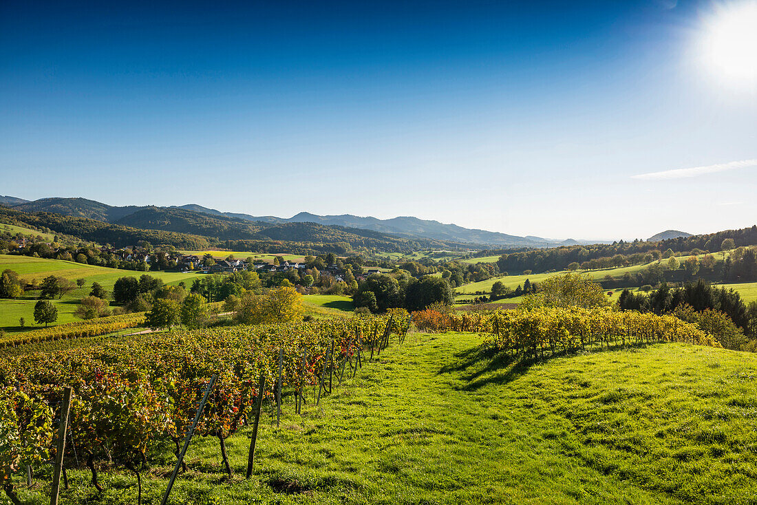 Dorf in den Weinbergen, Hexental, bei Freiburg im Breisgau, Markgräflerland, Schwarzwald, Baden-Württemberg, Deutschland