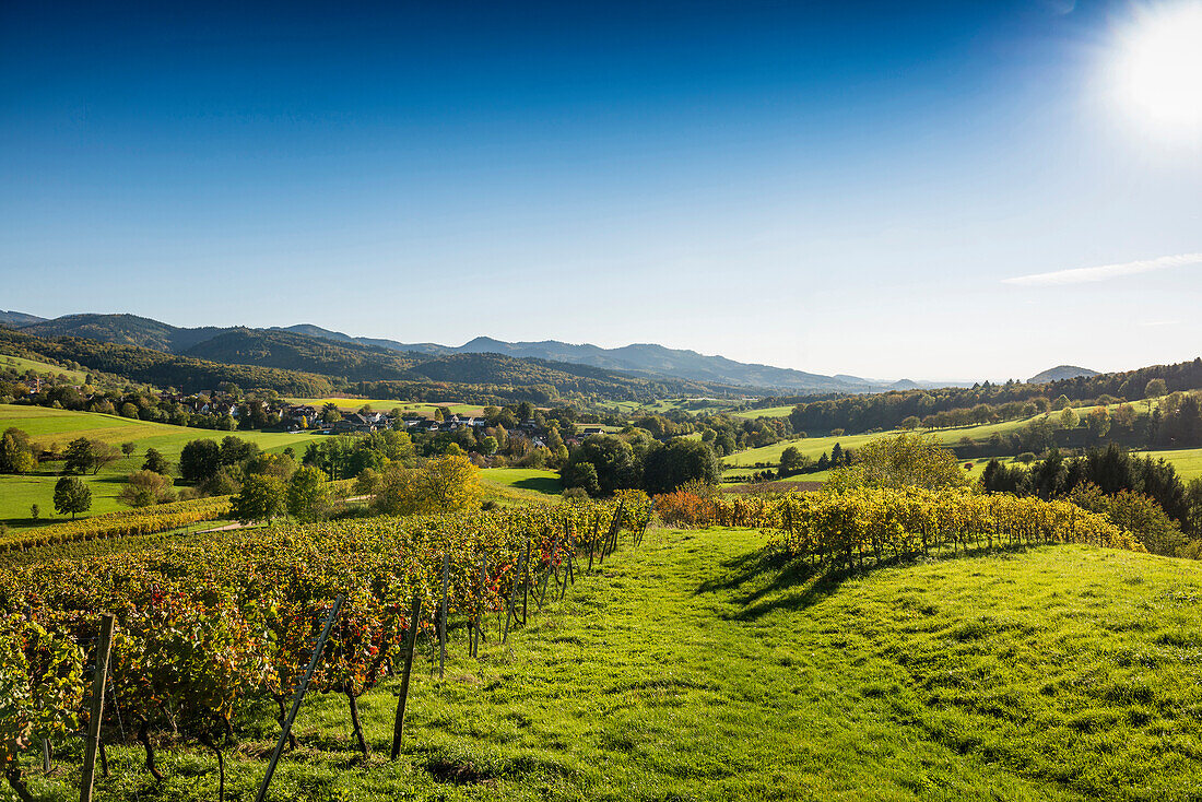vineyards, Hexental, near Freiburg im Breisgau, Markgräflerland, Black Forest, Baden-Württemberg, Germany