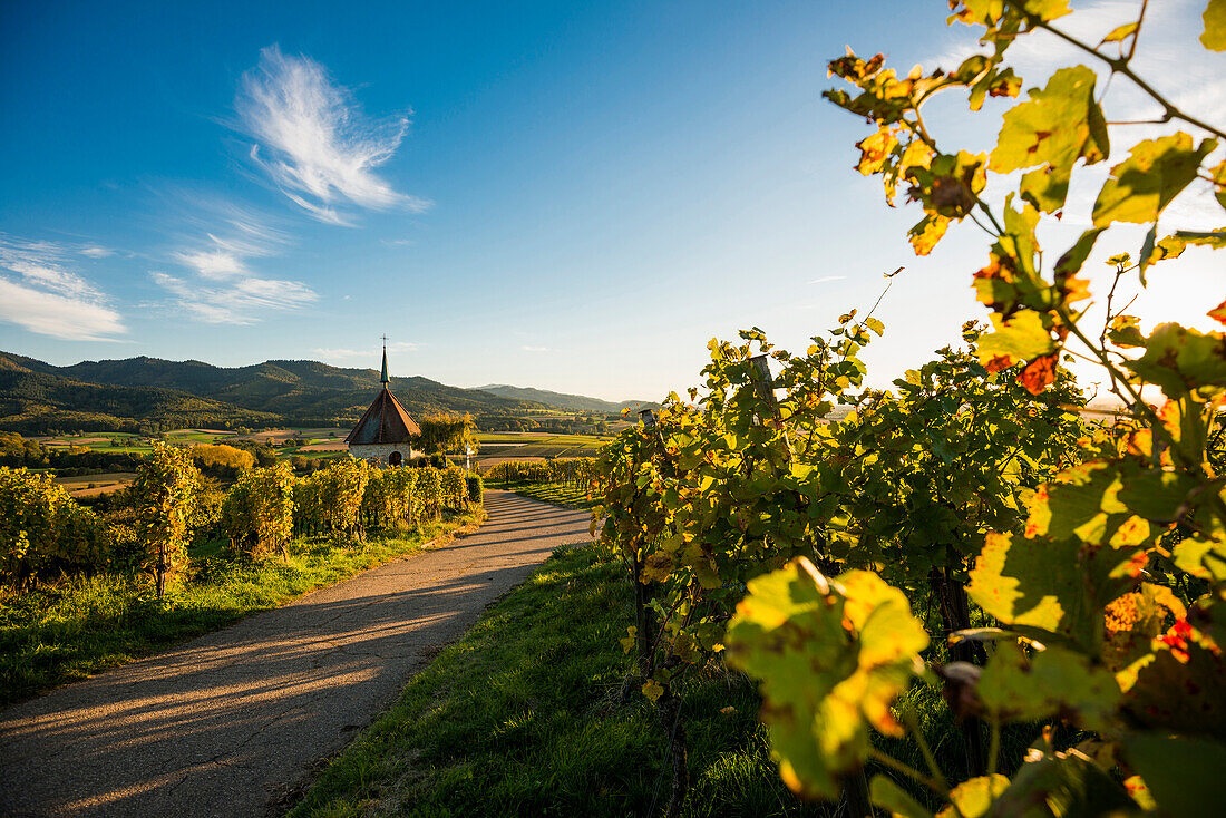 Ölbergkapelle, Weinberg bei Sonnenuntergang, Ehrenstetten, bei Freiburg im Breisgau, Markgräflerland, Schwarzwald, Baden-Württemberg, Deutschland