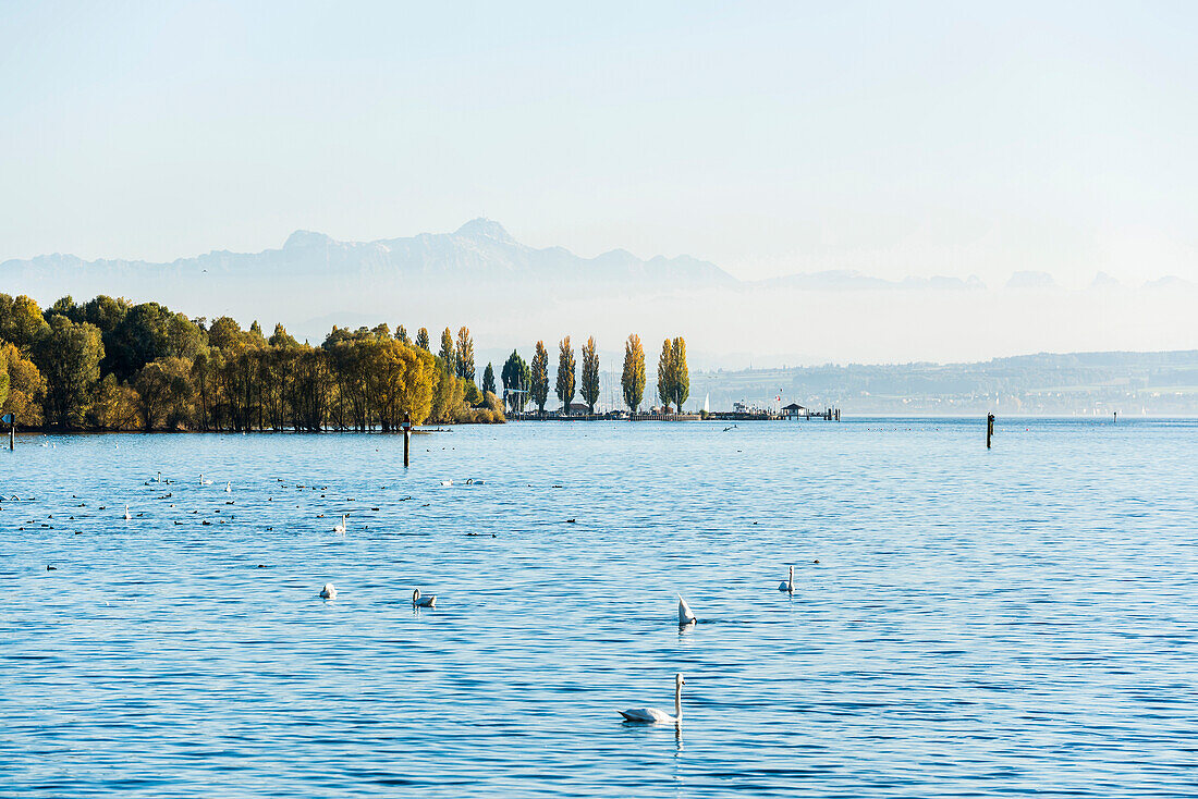 Ausblick auf Bodensee im Herbst, hinten Schweizer Alpen mit Säntis, Uhldingen-Mühlhofen, Bodensee, Baden-Württemberg, Deutschland