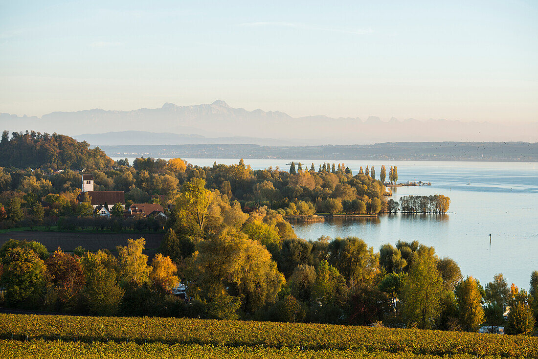 Ausblick auf Bodensee im Herbst, hinten Schweizer Alpen mit Säntis, Uhldingen-Mühlhofen, Bodensee, Baden-Württemberg, Deutschland