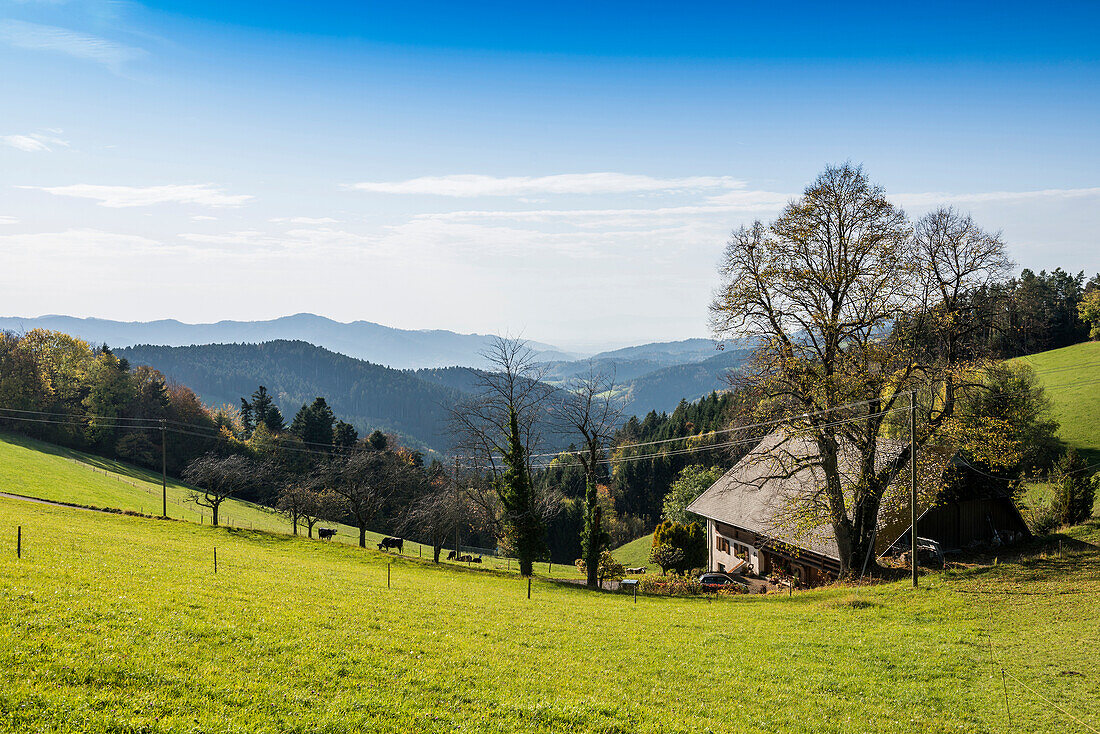 View of hilly landscape,  near St Peter, Black Forest, Baden-Württemberg, Germany