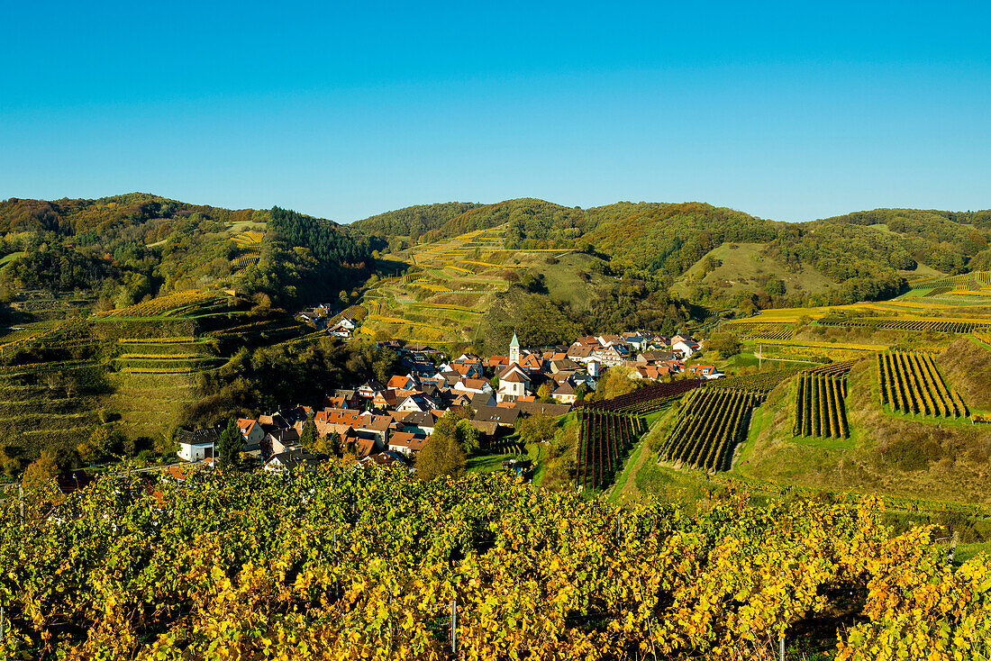 Dorf in den Weinbergen im Herbst, Schelingen, Kaiserstuhl, Baden-Württemberg, Deutschland