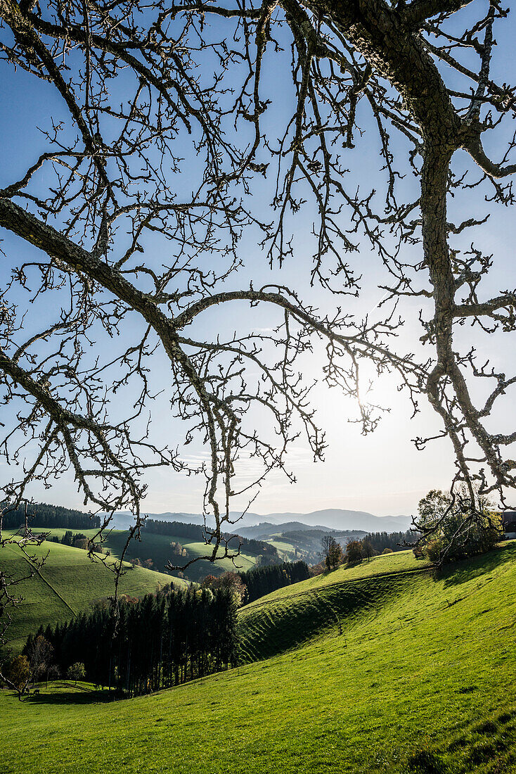 Ausblick auf hügelige Landschaft, bei St Märgen, Schwarzwald, Baden-Württemberg, Deutschland