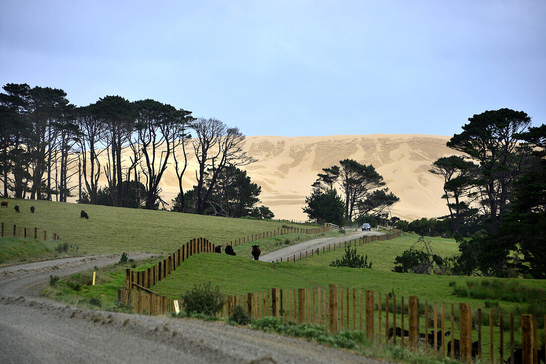 At Ninety Mile Beach, Northland, North Island, New Zealand