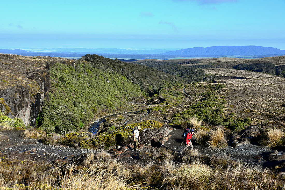 Taranki Falls track, Tongariro National Park, North Island, New Zealand