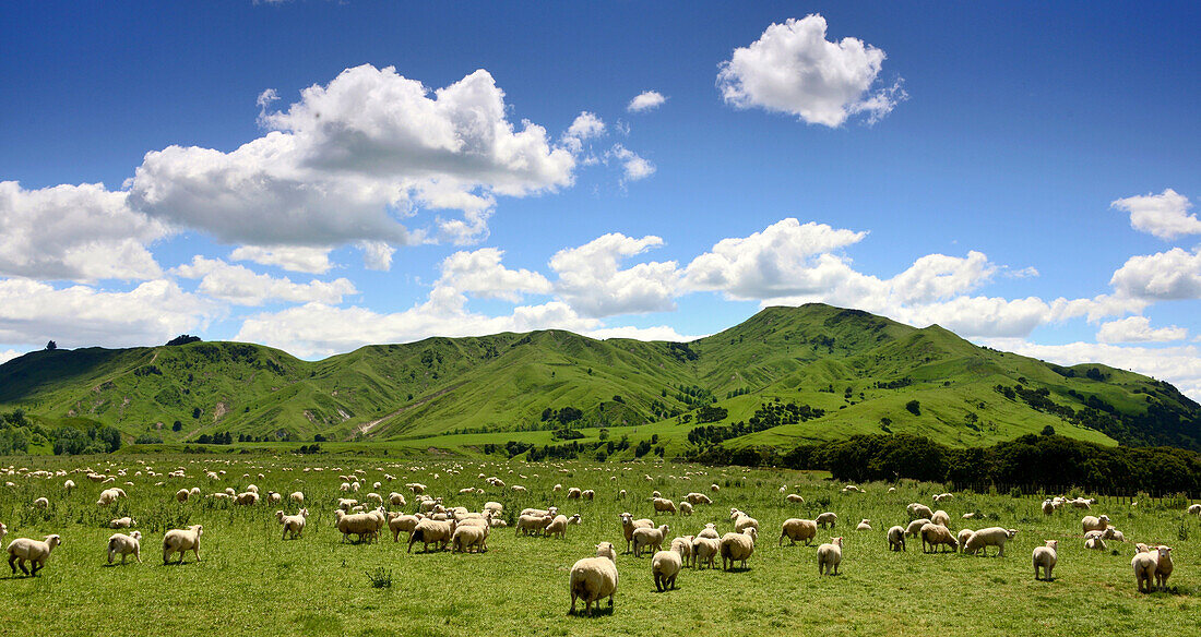 Sheep near Masterton, North Island, New Zealand