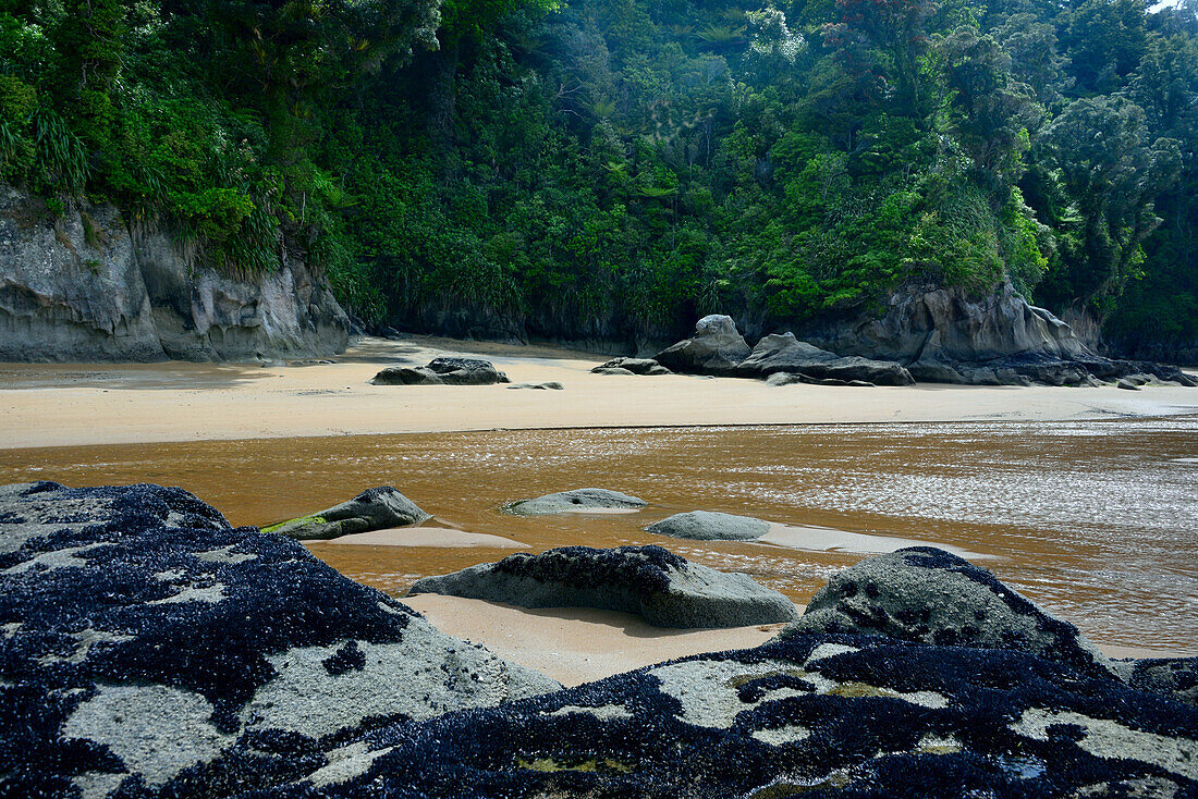 in Totaranui am Awaroa Bay, Abel Tasman National Park, Südinsel, Neuseeland