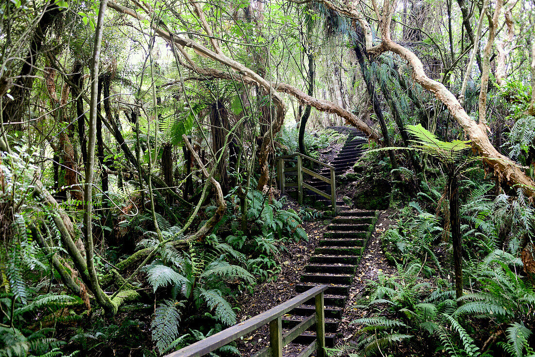 Track at Golden Bay, Stewart Island, South Island, New Zealand