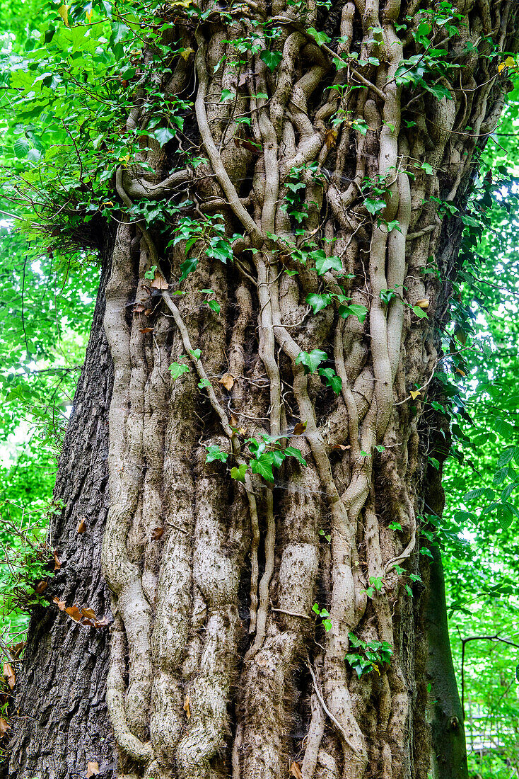 Tree with ivy, Rügen, Ostseeküste, Mecklenburg-Western Pomerania, Germany