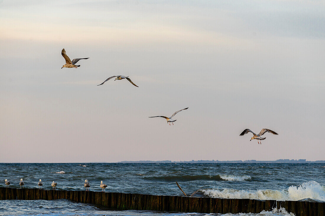 Möwen am Strand von Boltenhagen, Ostseeküste, Mecklenburg-Vorpommern, Deutschland