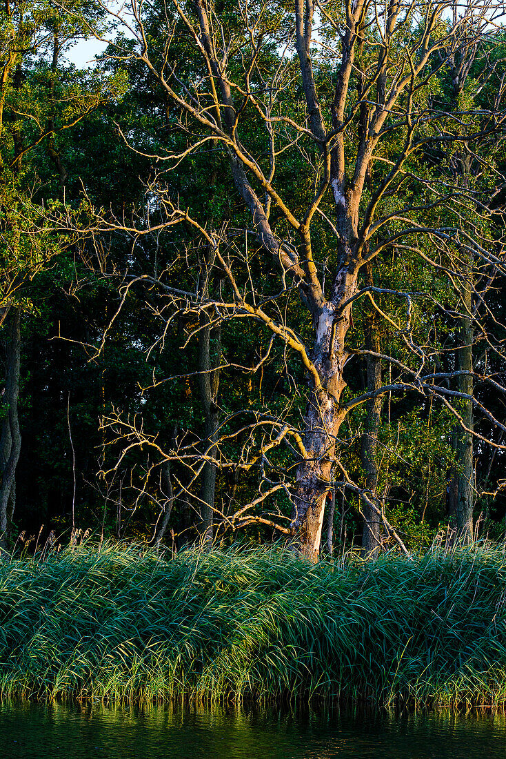 Riparian landscape on the river Peene, Anklam, Usedom, Baltic Sea coast, Mecklenburg-Western Pomerania, Germany