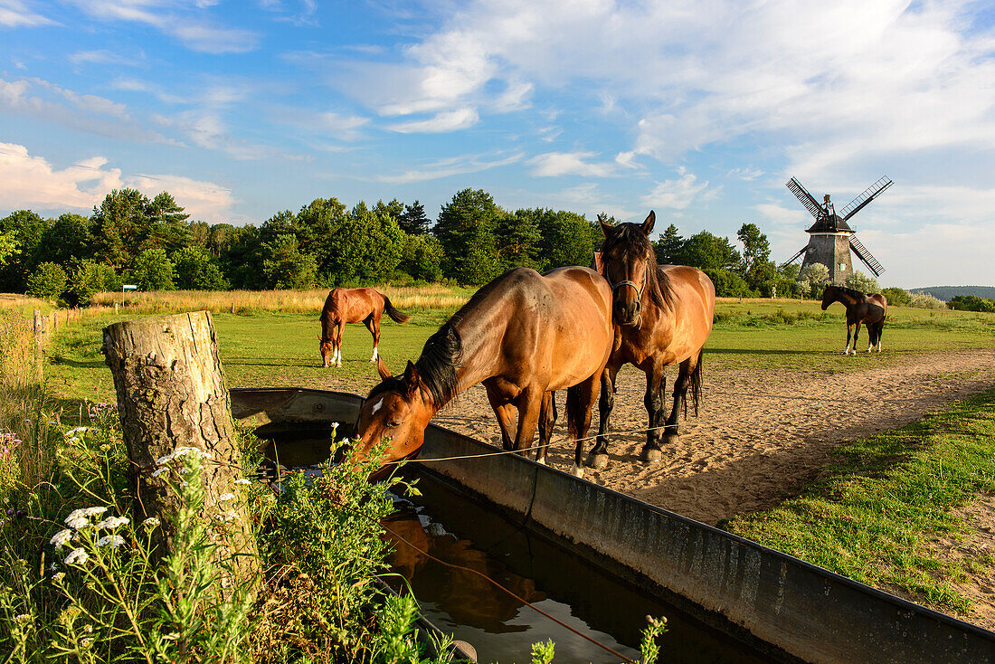 Windmühle von Benz, Usedom, Ostseeküste, Mecklenburg-Vorpommern, Deutschland