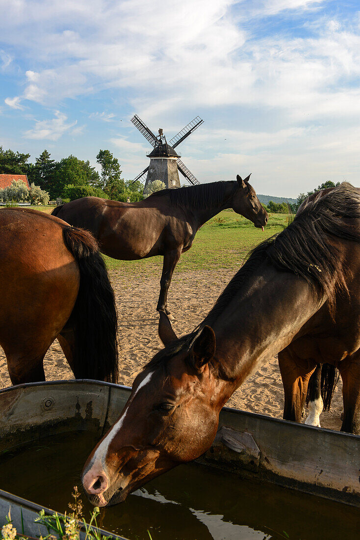Pferde vor der Windmühle von Benz, Usedom, Ostseeküste, Mecklenburg-Vorpommern, Deutschland