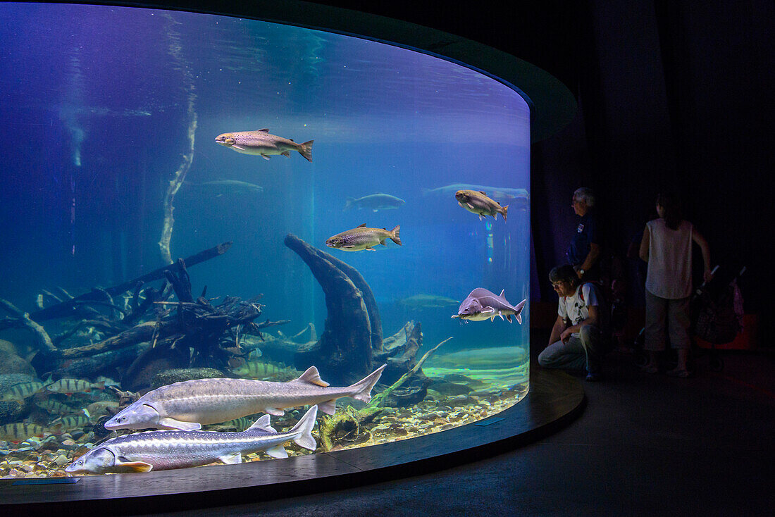 Aquarium mit Stören im Ozeaneum, Stralsund, Ostseeküste, Mecklenburg-Vorpommern, Deutschland
