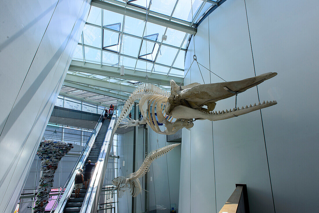 Whale skeleton in the Ozeaneum, Stralsund, Baltic Sea coast, Mecklenburg-Vorpommern, Germany