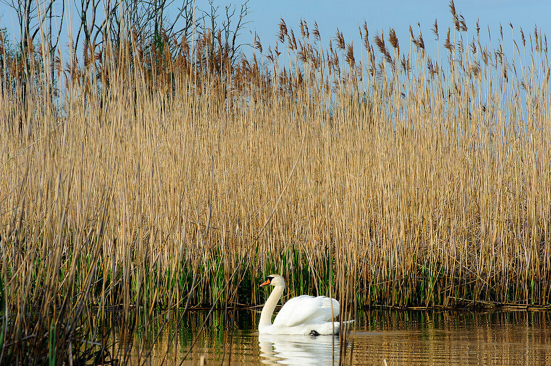 Swan in the Recknitztal, Ostseeküste, Mecklenburg-Western Pomerania, Germany