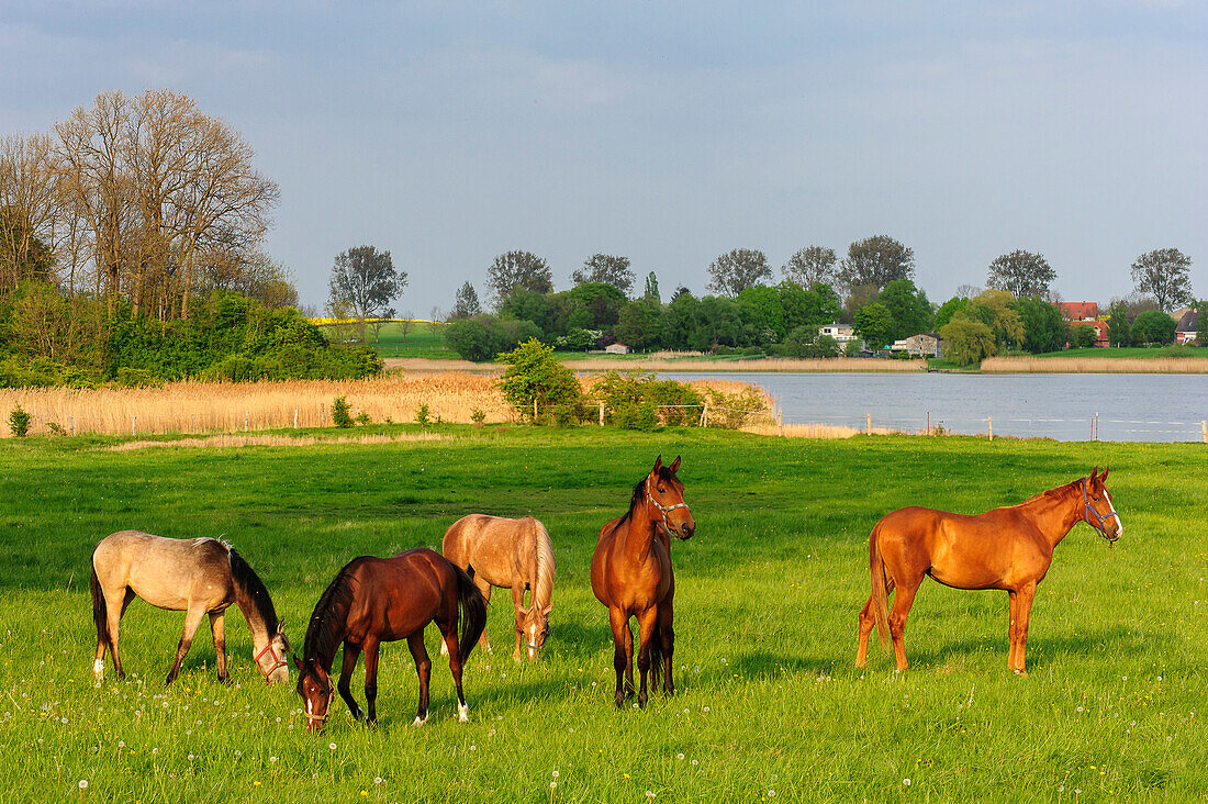 Horses on a meadow, Kirchdorf, Insel Poel, Ostseeküste, Mecklenburg-Western Pomerania, Germany