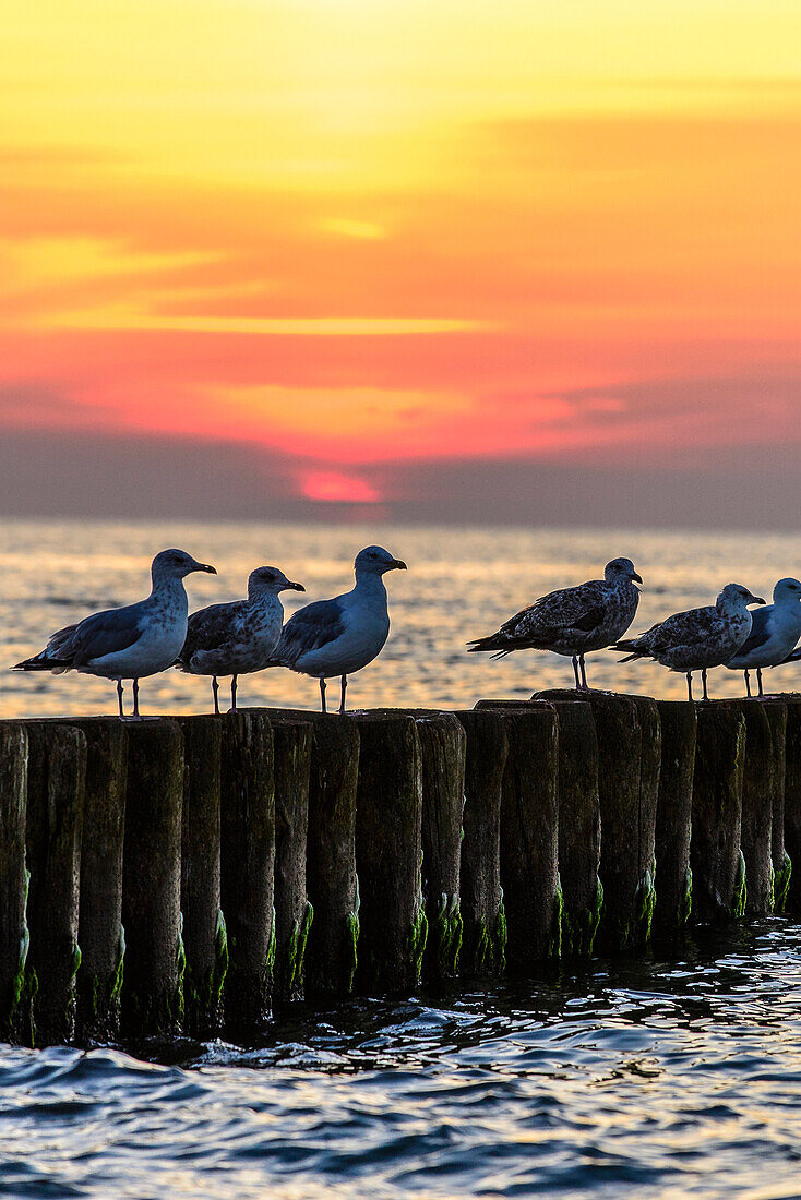 Möwen sitzen im Sonnenuntergang auf Buhnen, Ahrenshoop, Fischland, Ostseeküste, Mecklenburg-Vorpommern, Deutschland