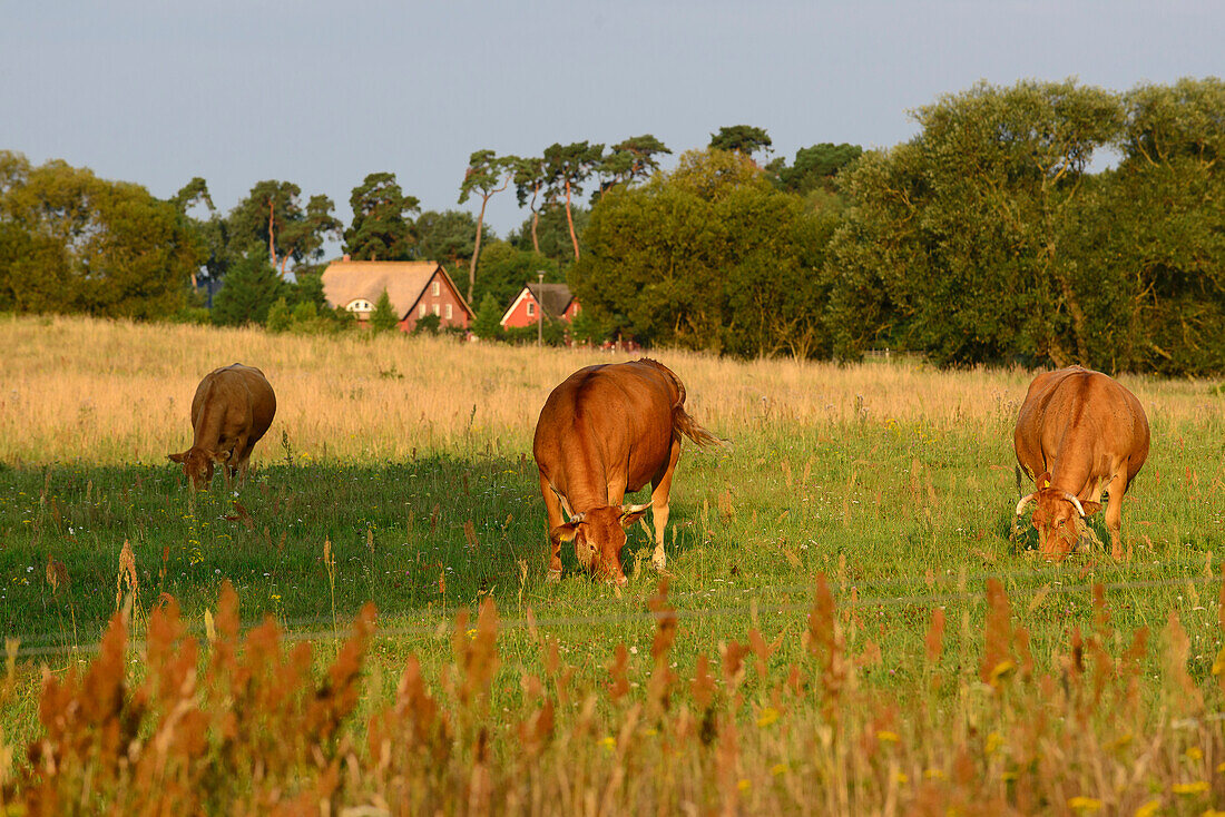 Landschaft mit Kühen im Lieper Winkel, Usedom, Ostseeküste, Mecklenburg-Vorpommern, Deutschland