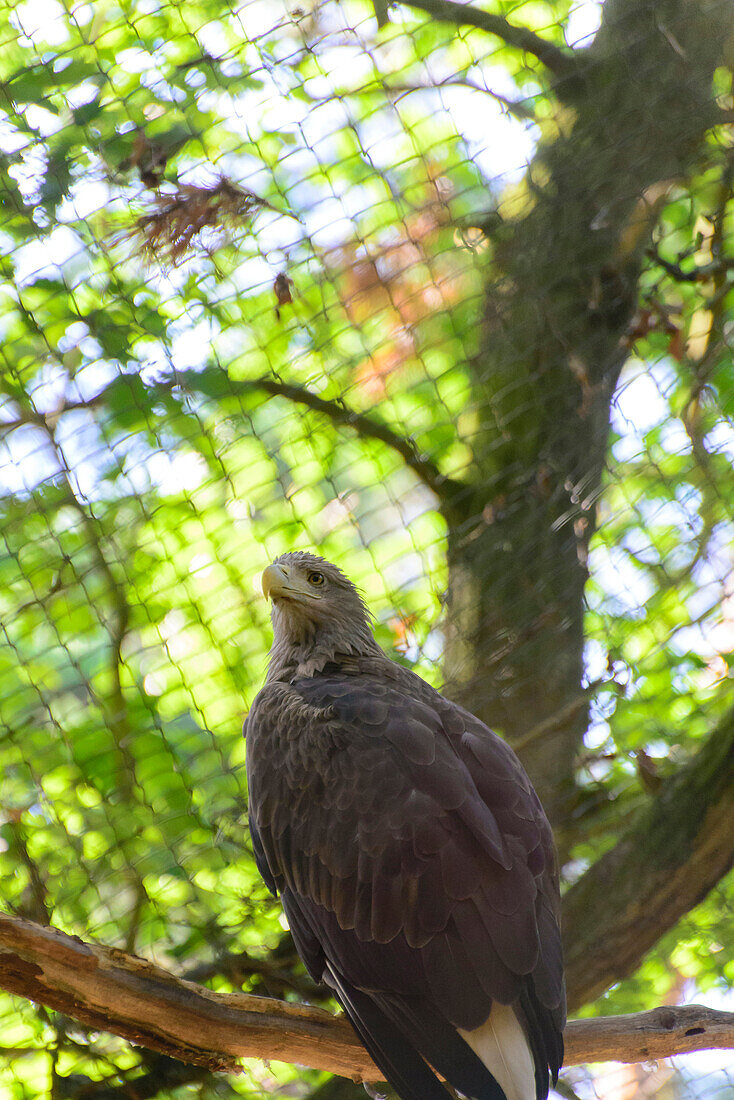 Eagle in the national park, Wollin, Baltic Sea coast, Poland