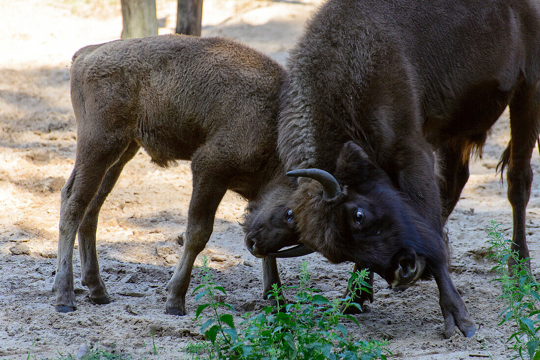 Zwei junge Wisente kämpfen, National Park, Wollin, Ostseeküste, Polen