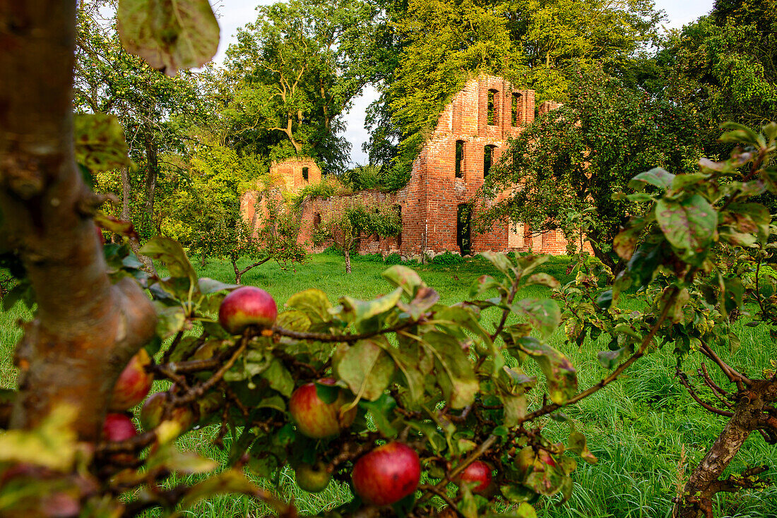 Apfelbaum mit Ruine am Münster Bad Doberan, Ostseeküste, Mecklenburg-Vorpommern Deutschland